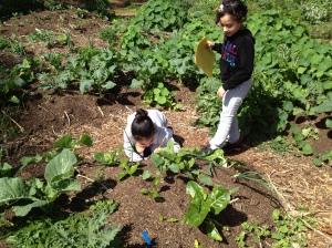 Students working on an agriculture based project.